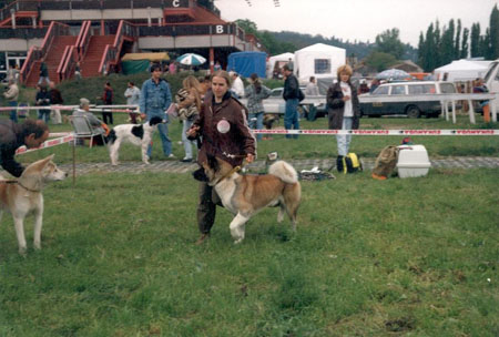   American akita Sandy Cedrik Imperial Jakobin 15 months