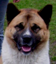   American akita 