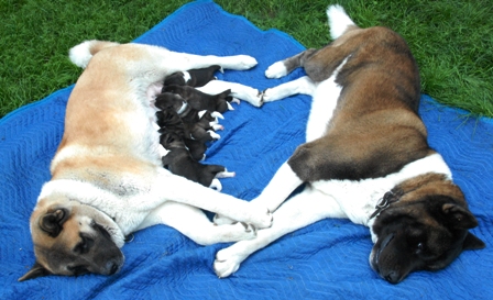 Kenty nad Ike puppies :)
