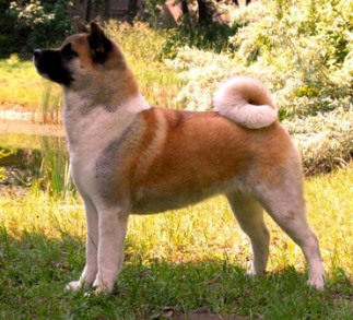 GCh, Multi Ch Alchemist Dream Kentucku Pearl