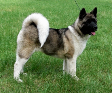   Americká akita Torazo Fyreproof Pearl Mitchell