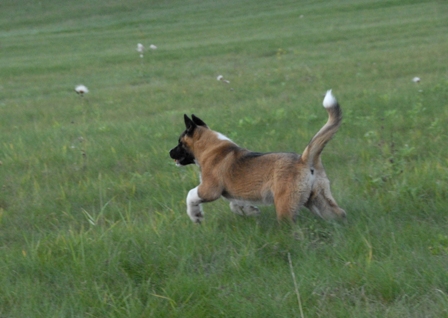   The meadow