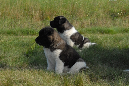   The meadow