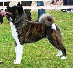   sire: BIS, INT Ch, Multi Ch SHYKISS MR STRIPES AT CHAMPERNOUNE