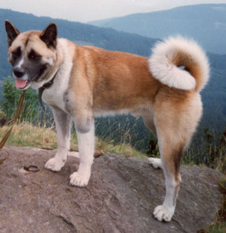   American akita Sandy Cedrik Imperial Jakobin 3 years