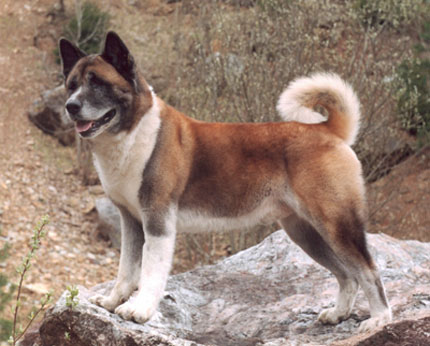   American akita Sandy Cedrik Imperial Jakobin 9 years