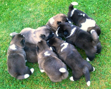   puppies