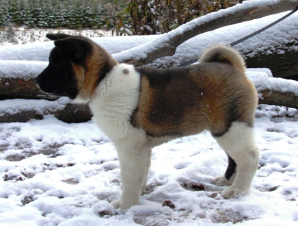   American akita Torazo Pearl Ike Warrior menu