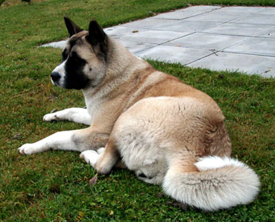  americkan akita our females gimi Ls giminy Legion gagatków menuour males menu