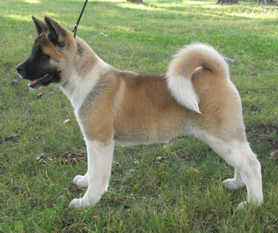   American akita Alchemist Dream Kentucky Pearl Kenty