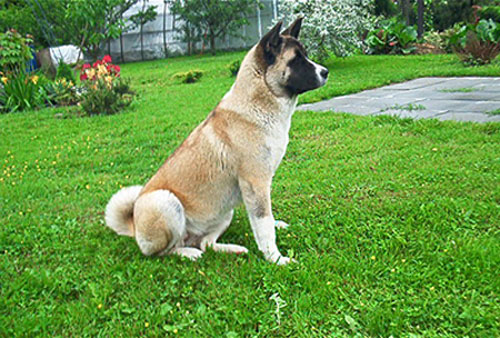  americkan akita our females gimi Ls giminy Legion gagatków menuour males menu