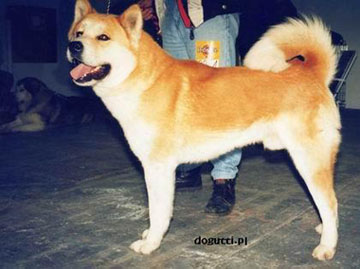   American akita Sire: ICh. Bioshoku Hovelensis