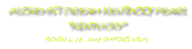   American akita Alchemist Dream Kentucky Pearl Kenty