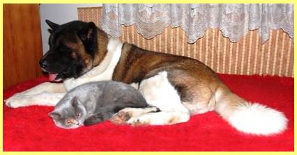 Ike a kočka