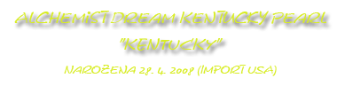   Americká akita Alchemist Dream Kentucky Pearl Kenty