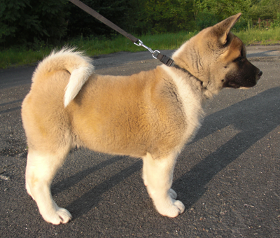   American akita Alchemist Dream Kentucky Pearl Kenty