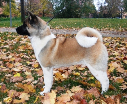   American akita Alchemist Dream Kentucky Pearl Kenty