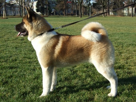   American akita Alchemist Dream Kentucky Pearl Kenty