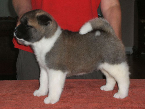   American akita Alchemist Dream Kentucky Pearl Kenty