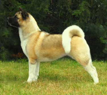   American akita  JCh Torazos Fyreproof Pearl Mitchell