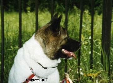   American akita Dam: Ch. Riverwiew Show Stopper