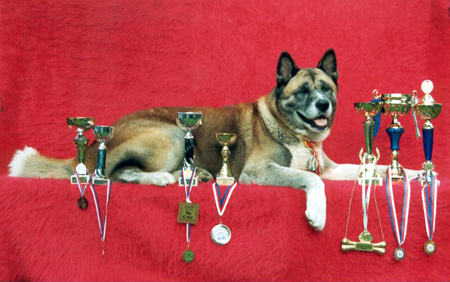   American akita Sandy Cedrik Imperial Jakobin